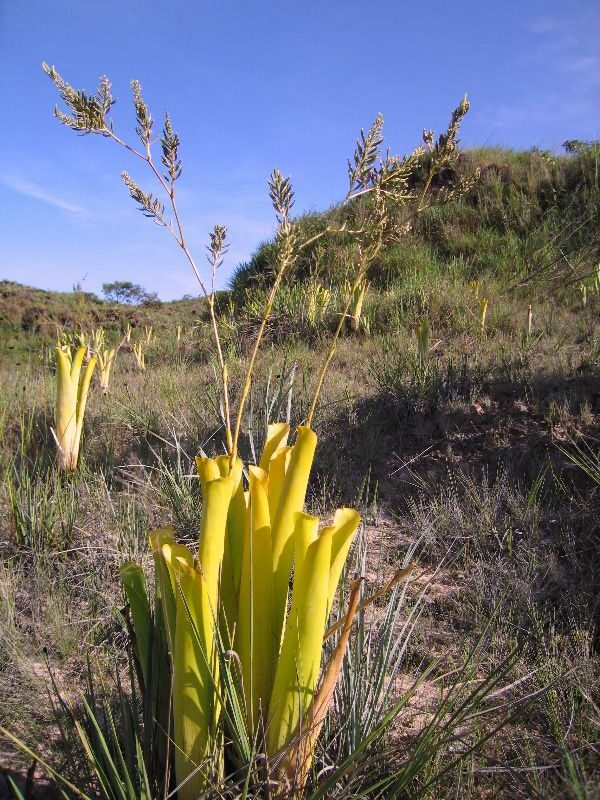 brocchinia reducta