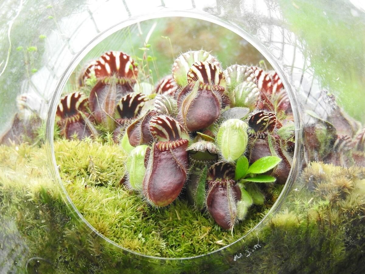 cephalotus