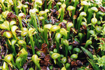 darlingtonia red purpurea guia completa