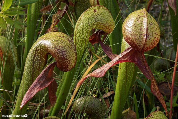 darlingtonia roja guia completa