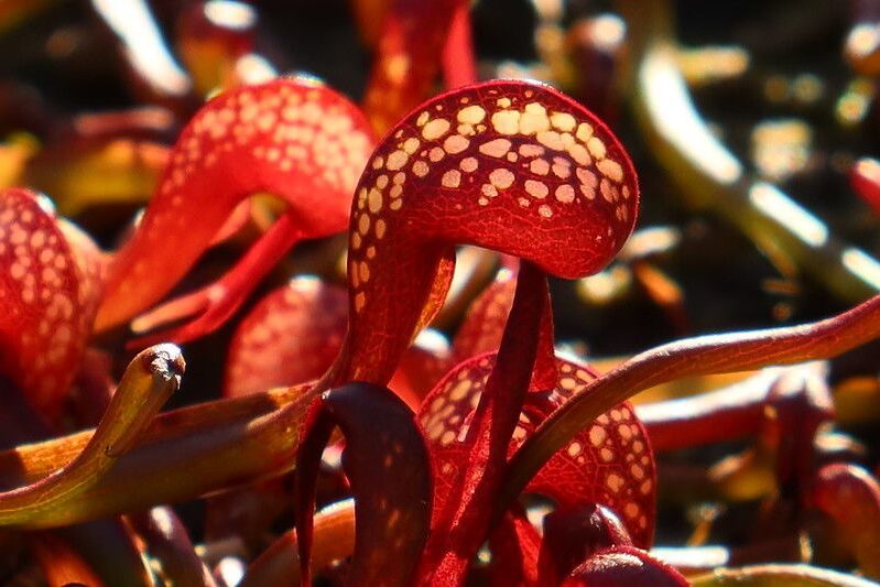 darlingtonia