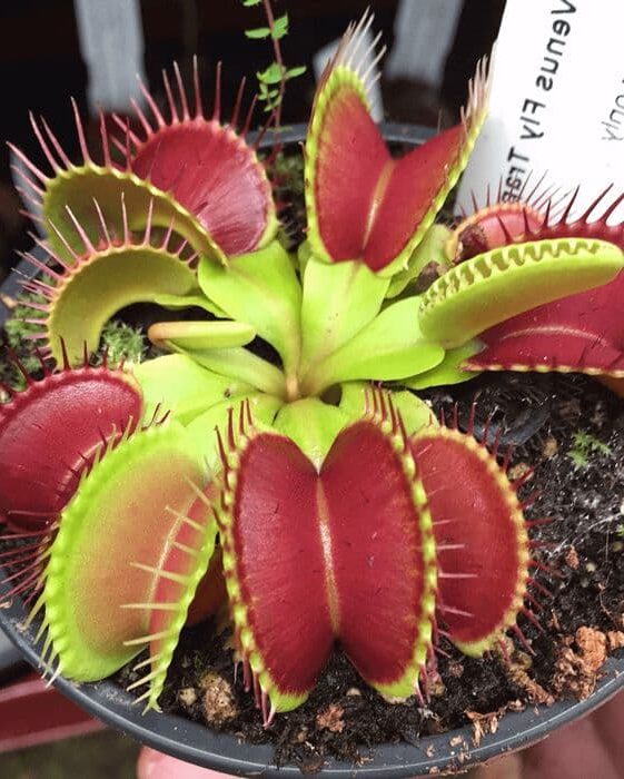 dionaea muscipula