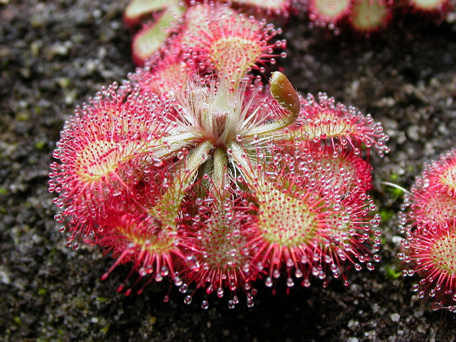 drosera