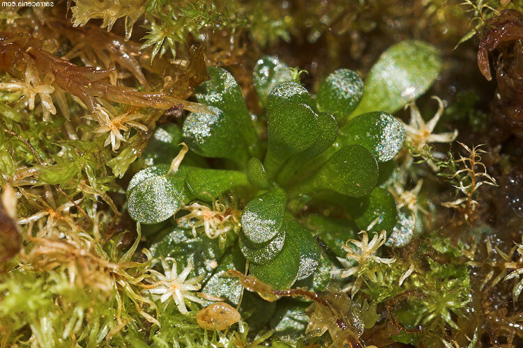 genlisea africana guia completa