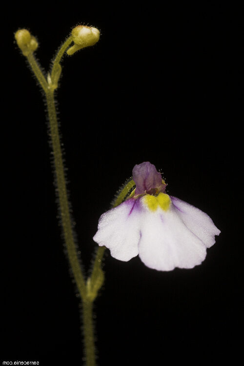 genlisea angolensis guia completa