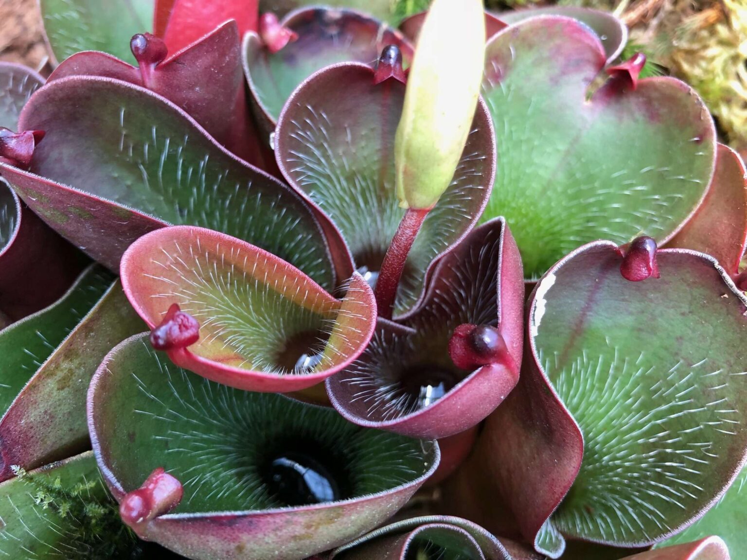 heliamphora