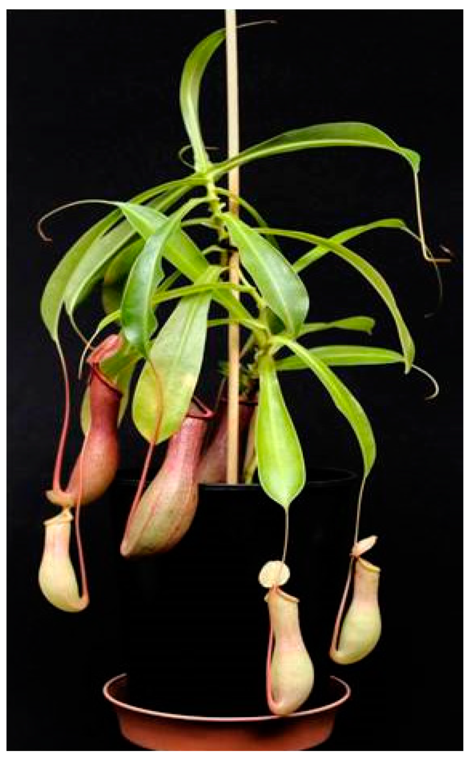 nepenthes