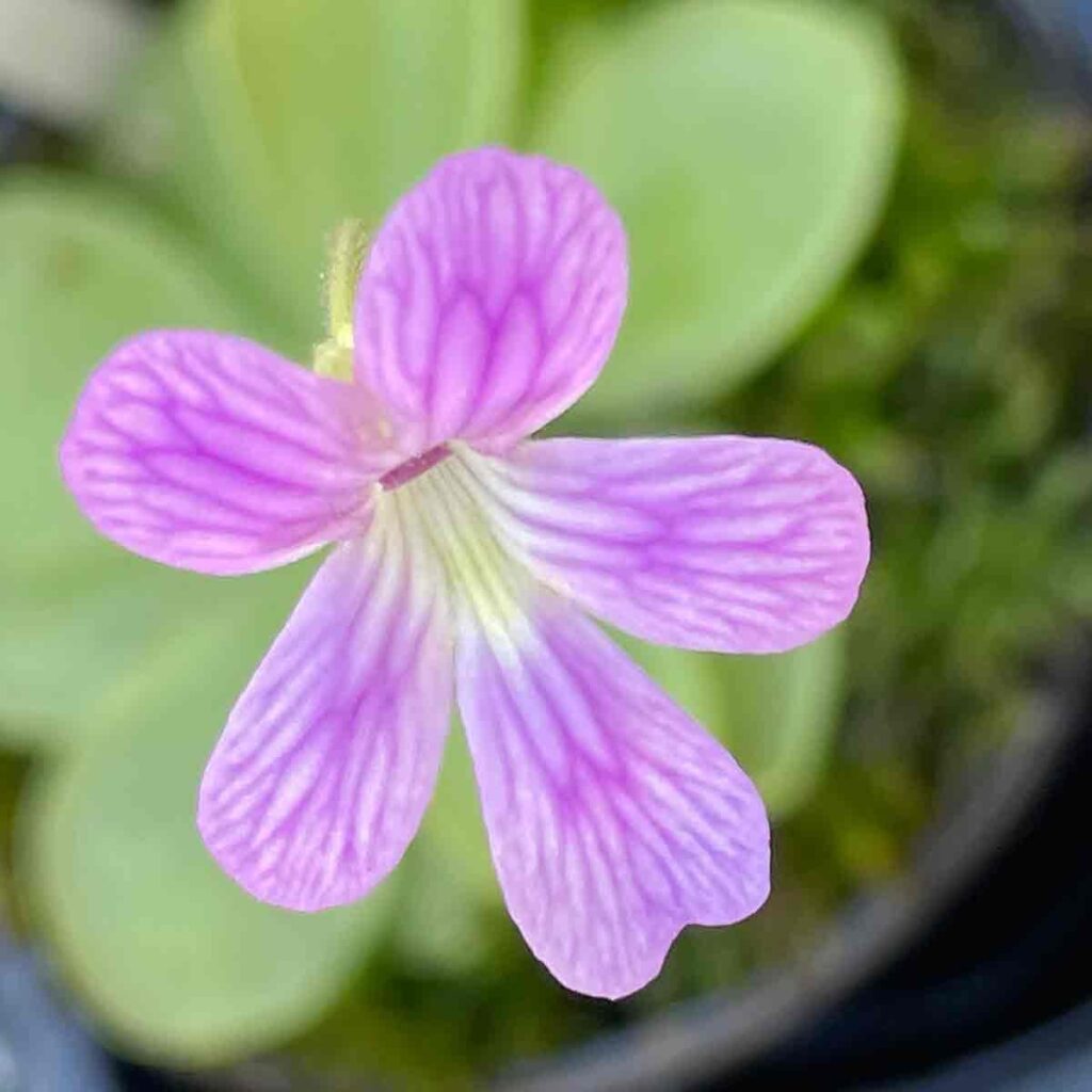 pinguicula