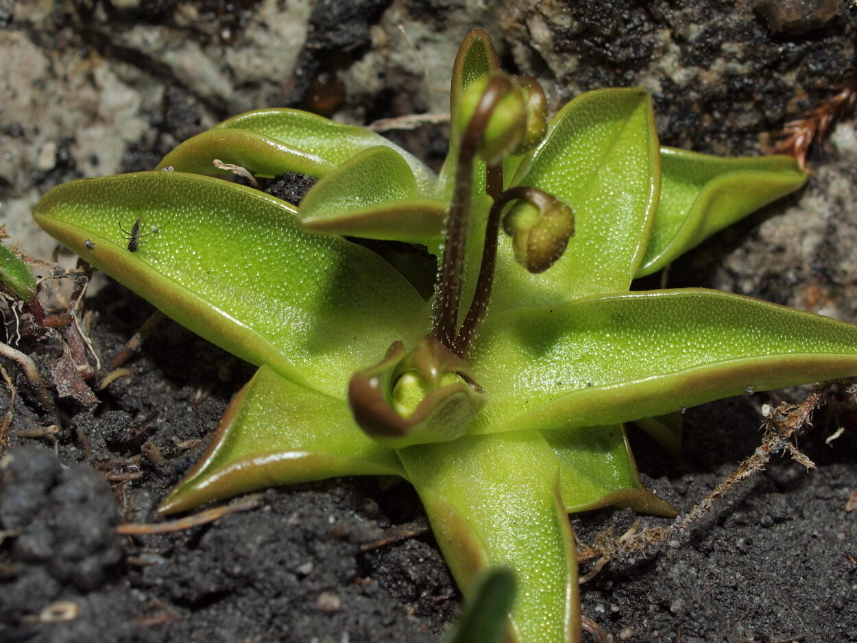 pinguicula alpina guia completa