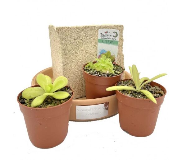 pinguicula antarctica guia completa