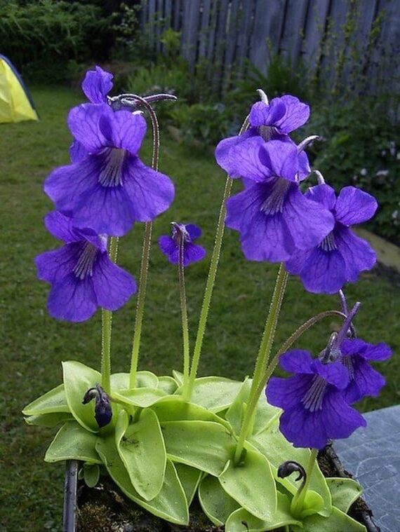 pinguicula grandiflora guia completa