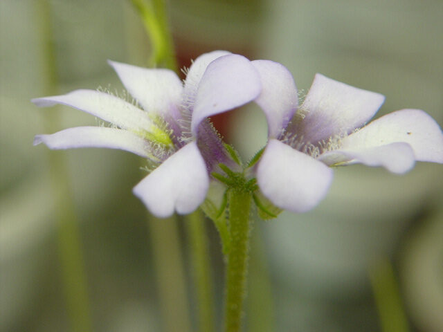 pinguicula heterophylla guia completa