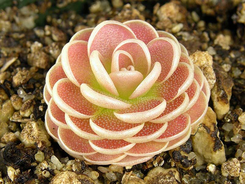 pinguicula jarmilae guia completa