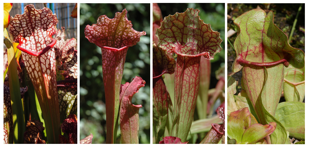 sarracenia