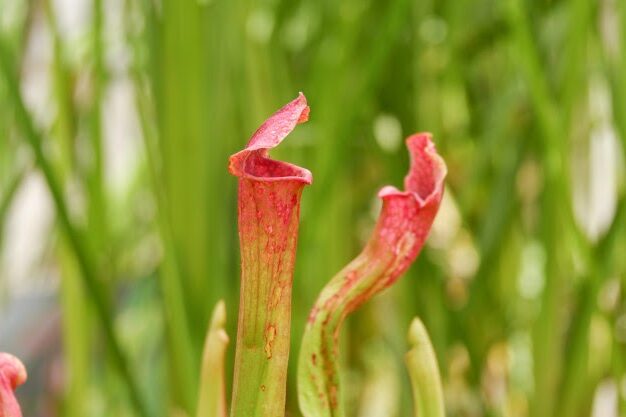 todos los tipos de plantas carnivoras