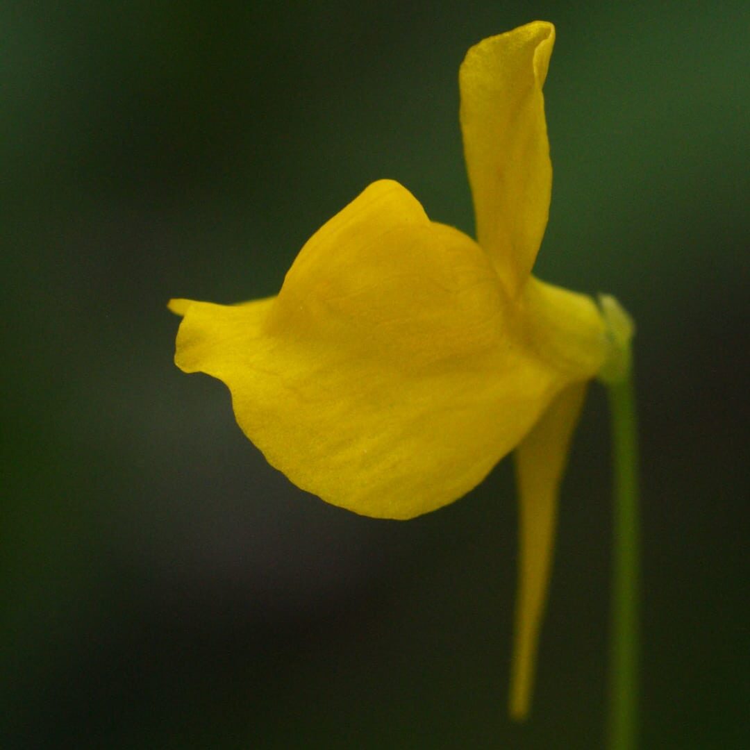 utricularia