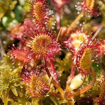 drosera menziesii guia completa