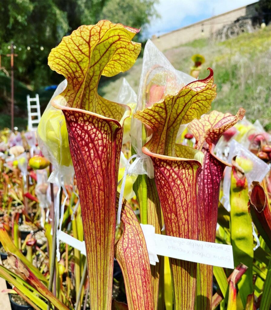 heliamphora ionasi guia completa