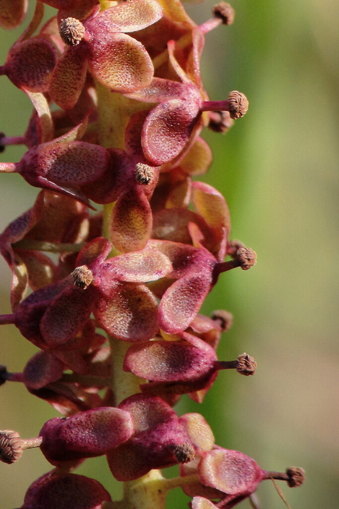 nepenthes mirabilis guia completa