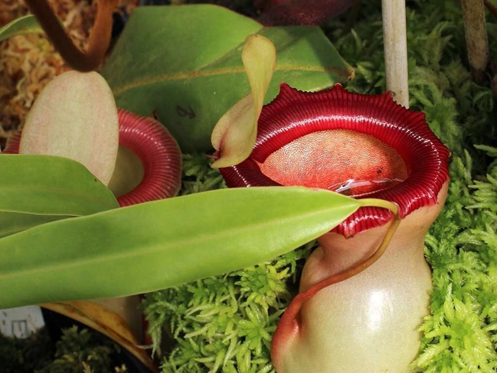 nepenthes ventricosa guia completa