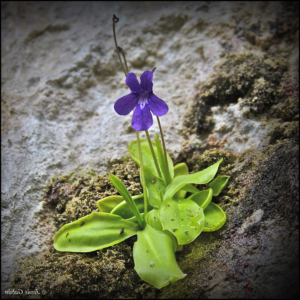 pinguicula longifolia guia completa