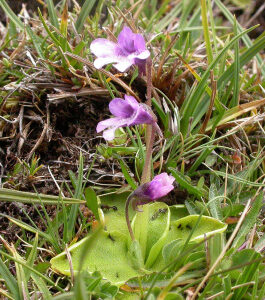 pinguicula lusitanica guia completa