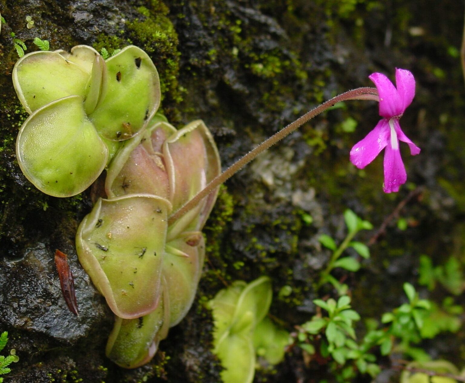 pinguicula moranensis guia completa