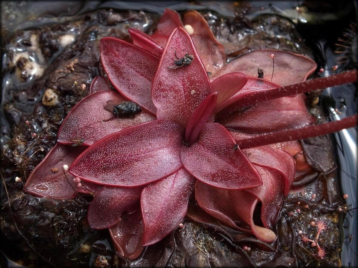 pinguicula mundi guia completa