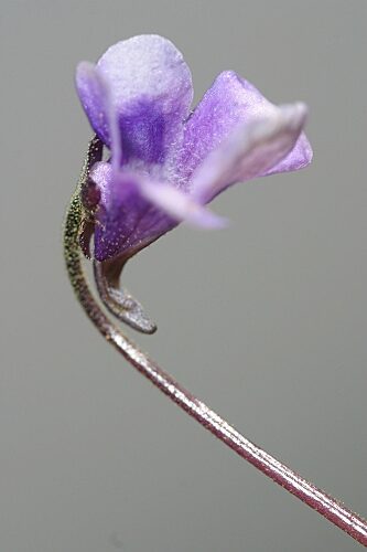 pinguicula nevadensis guia completa