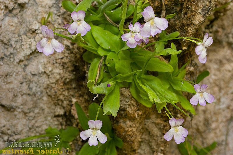 pinguicula vallisneriifolia guia completa