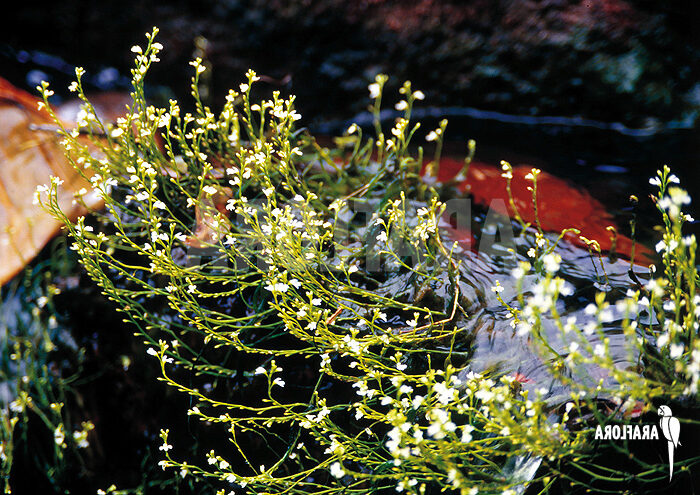 utricularia neottioides guia completa