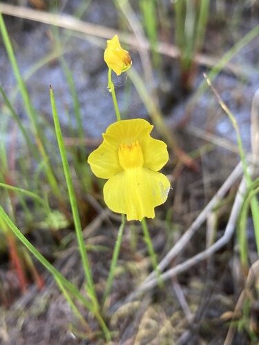 utricularia physoceras guia completa