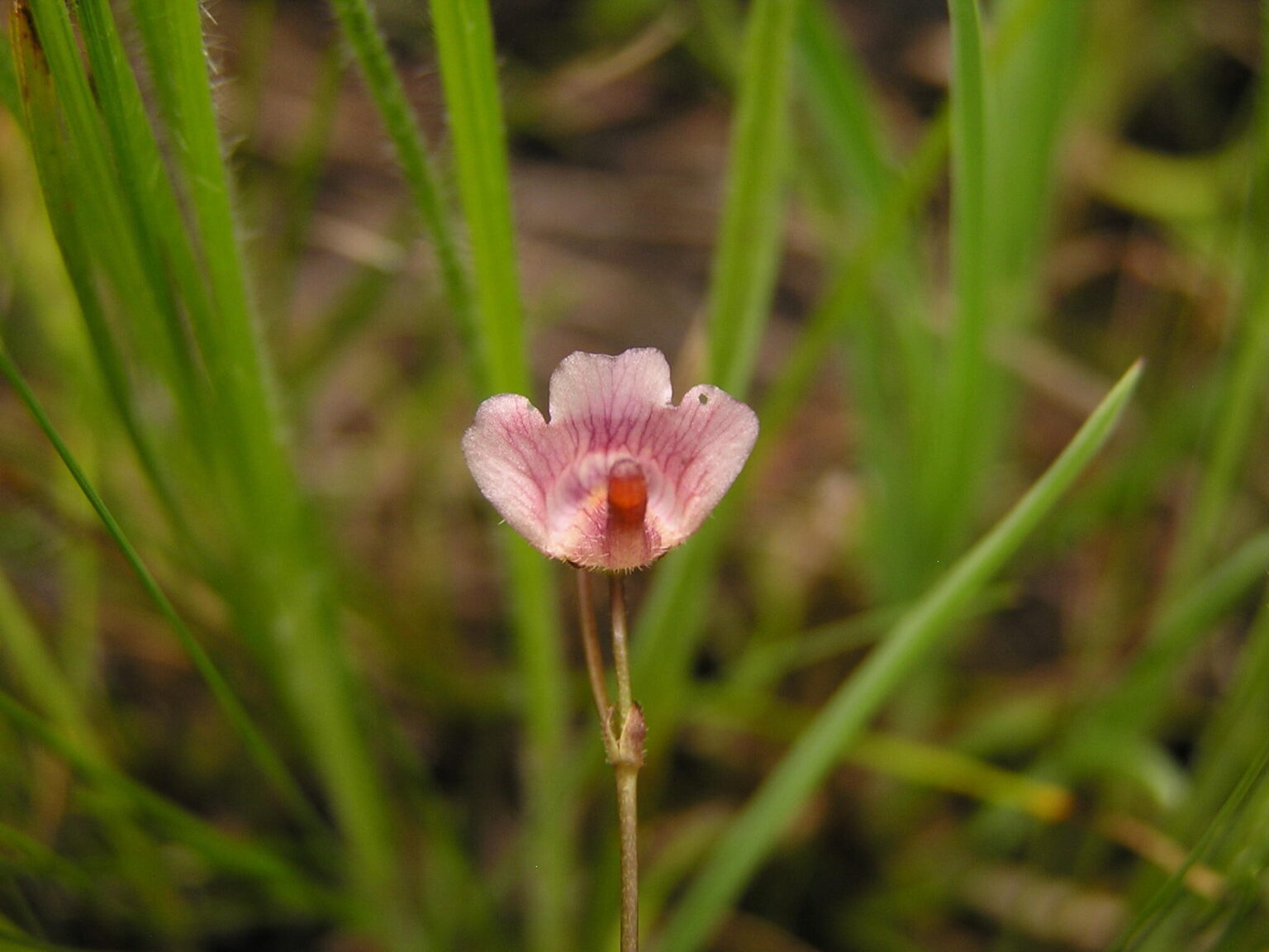 genlisea glabra guia completa