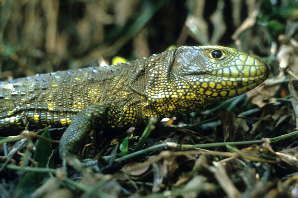 genlisea guianensis guia completa