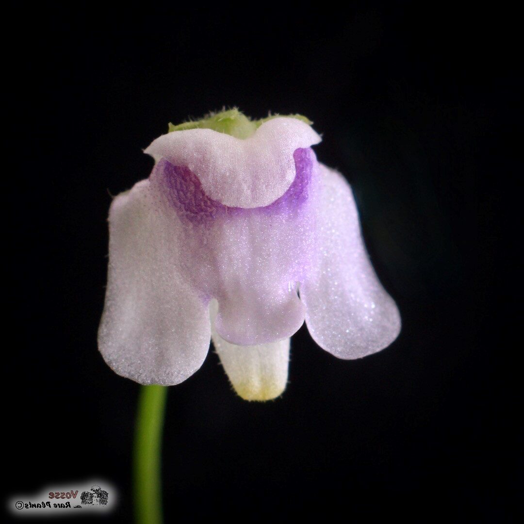 genlisea hispidula guia completa