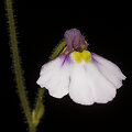 genlisea violacea guia completa